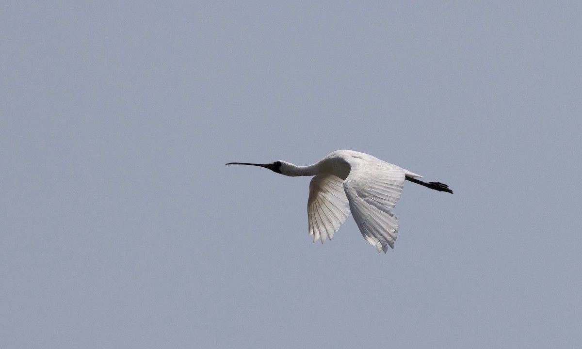 Black-faced Spoonbill - ML622122830