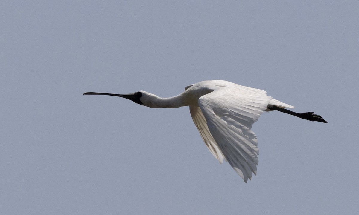 Black-faced Spoonbill - ML622122831