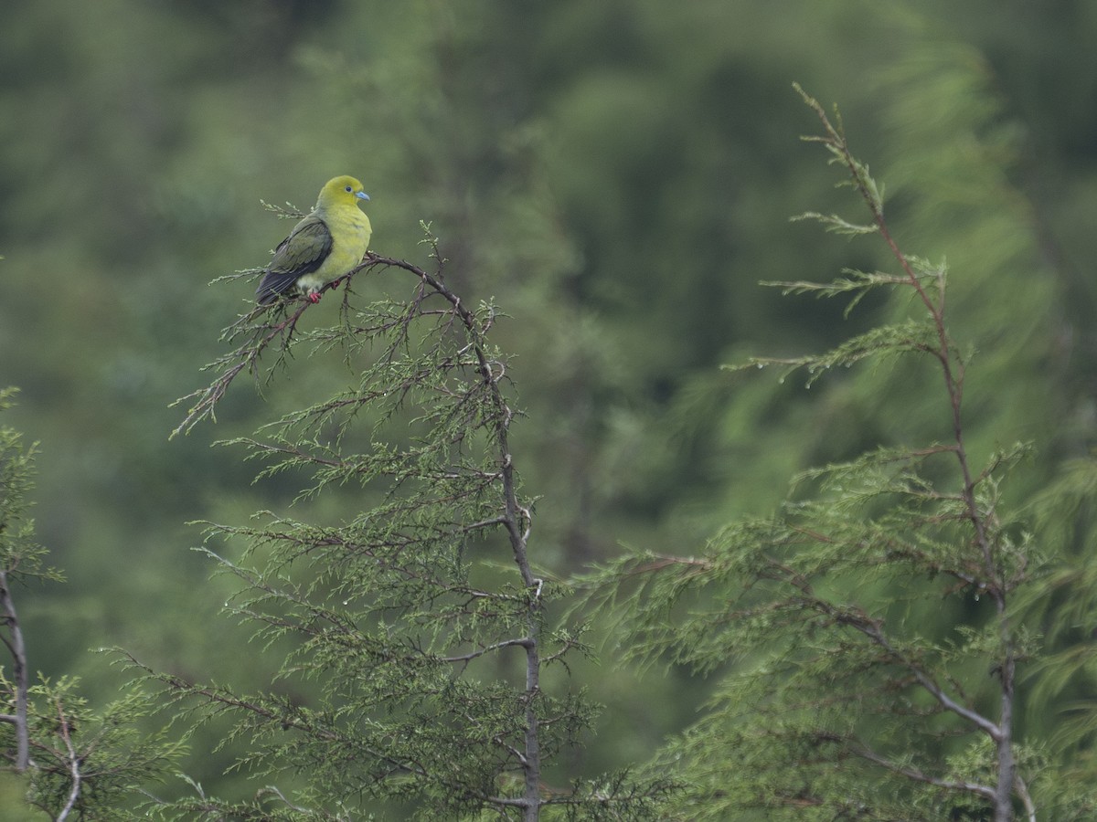 Wedge-tailed Green-Pigeon - ML622122832