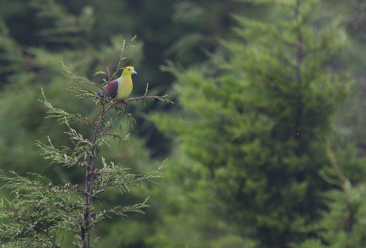 Wedge-tailed Green-Pigeon - LiCheng Wang