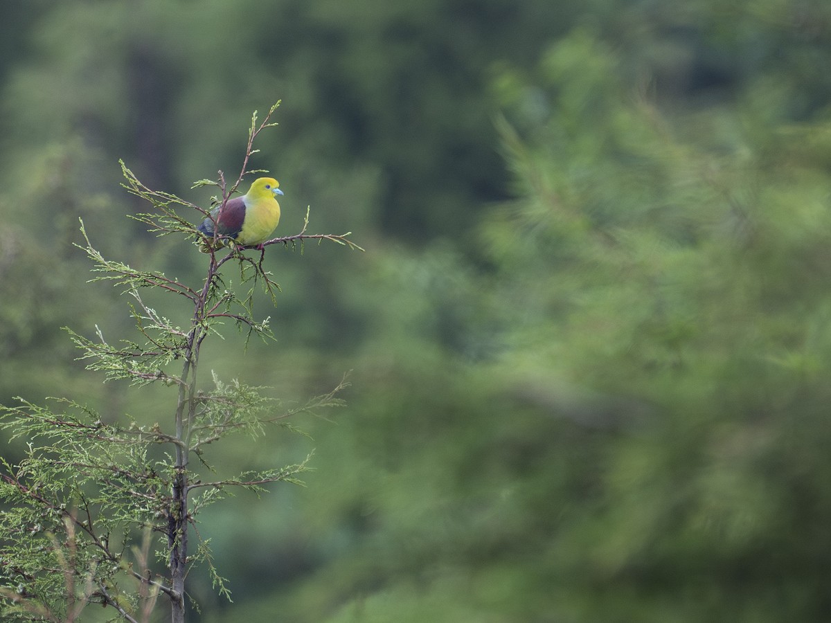 Wedge-tailed Green-Pigeon - ML622122834