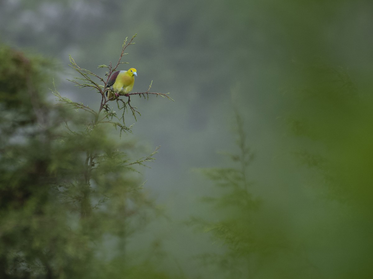 Wedge-tailed Green-Pigeon - ML622122835