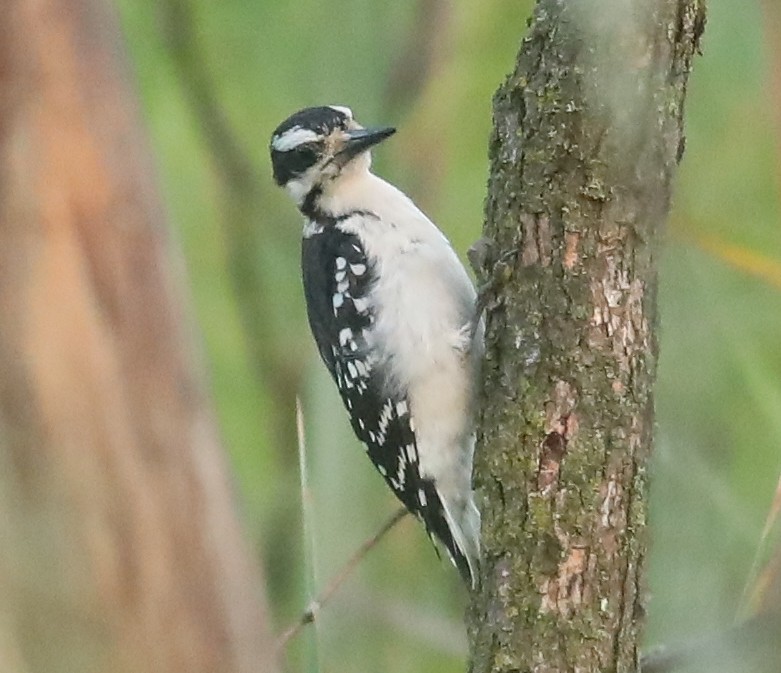 Hairy Woodpecker - ML622122837