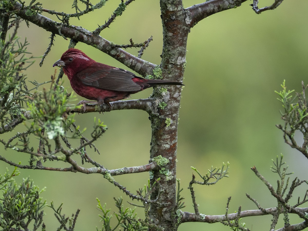 Vinaceous Rosefinch - ML622122842