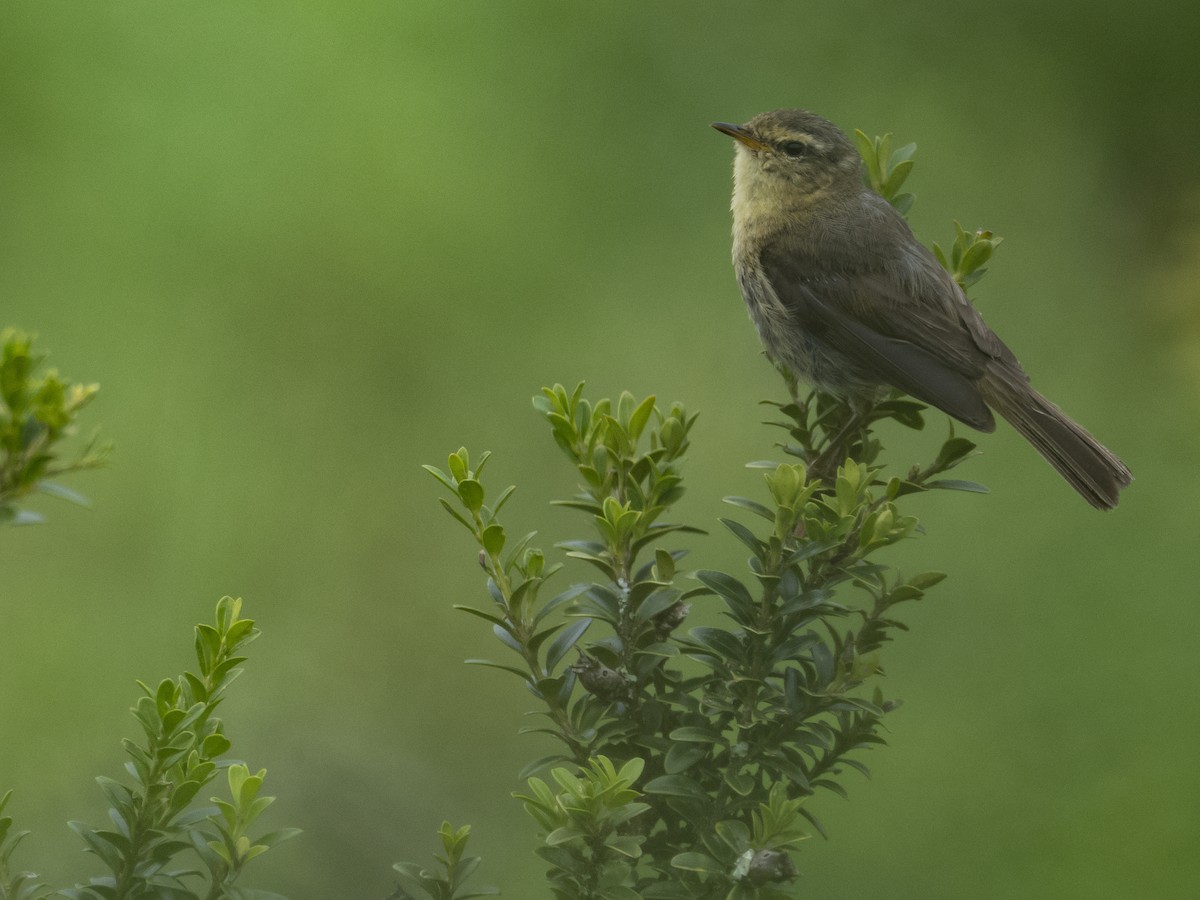 Buff-throated Warbler - ML622122845