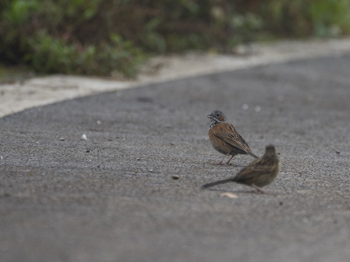 Chestnut-eared Bunting - ML622122848