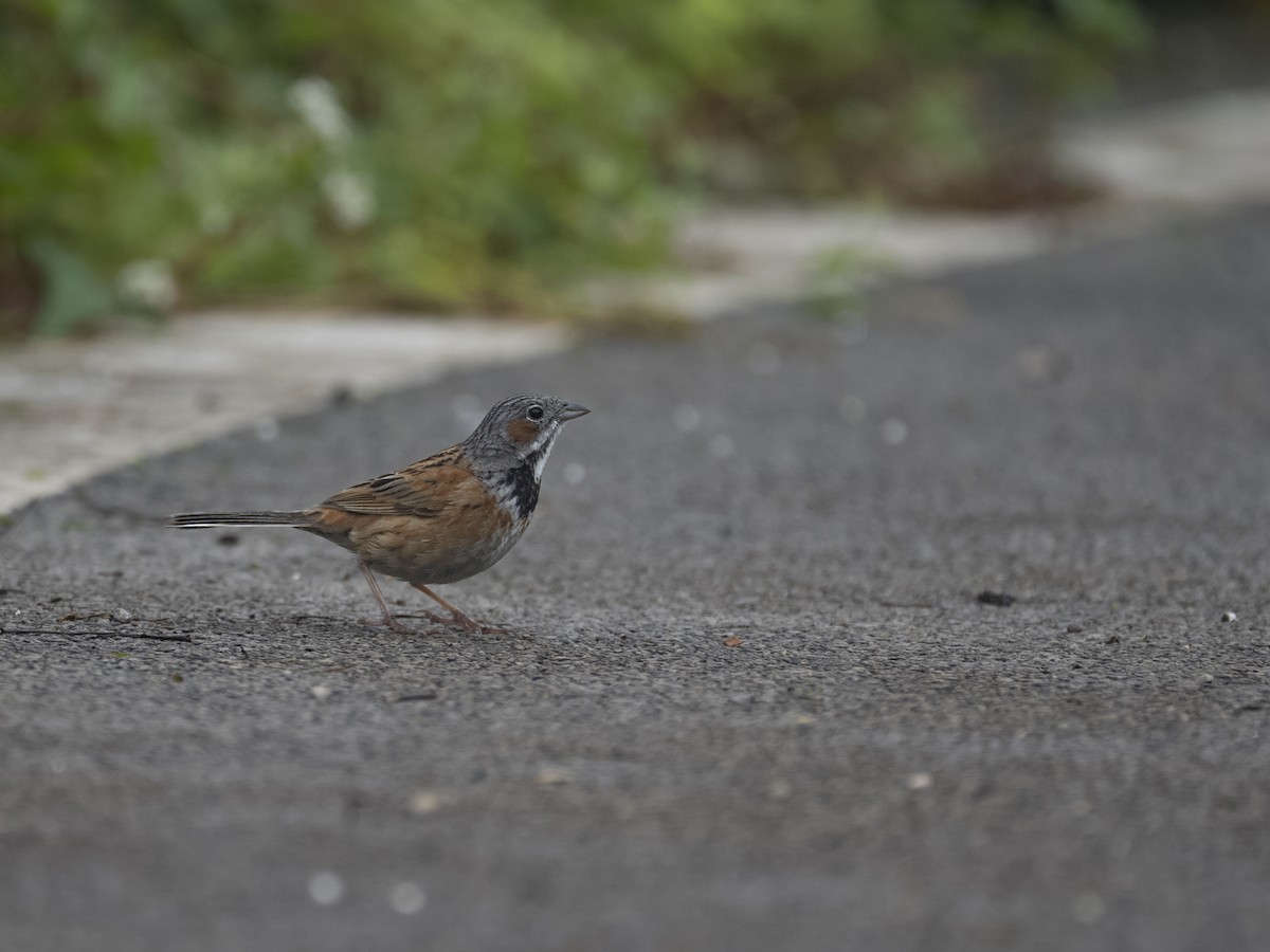 Chestnut-eared Bunting - ML622122849