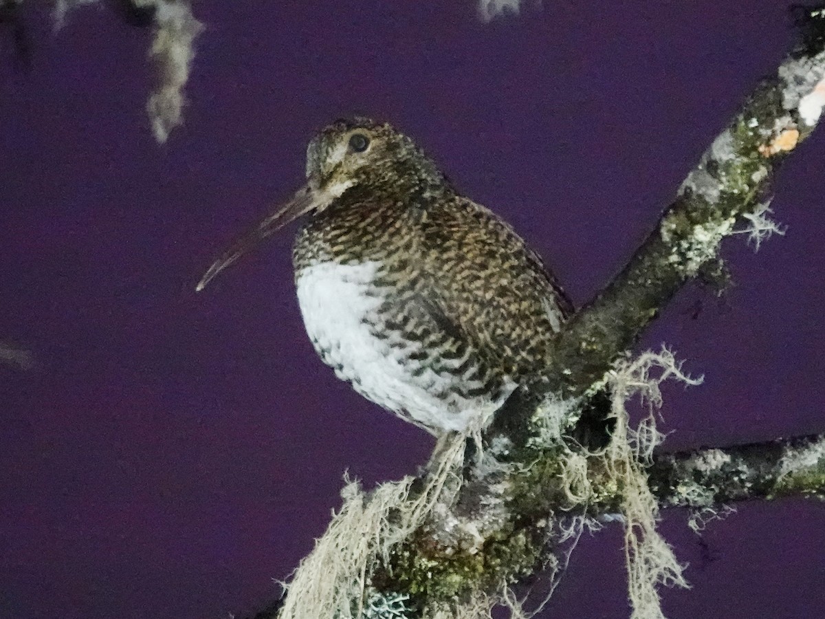 New Guinea Woodcock - ML622122855