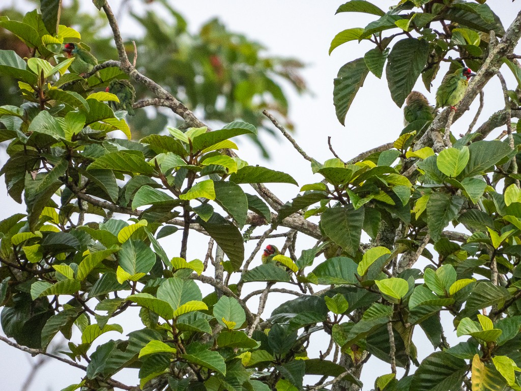 Malabar Barbet - ML622122861