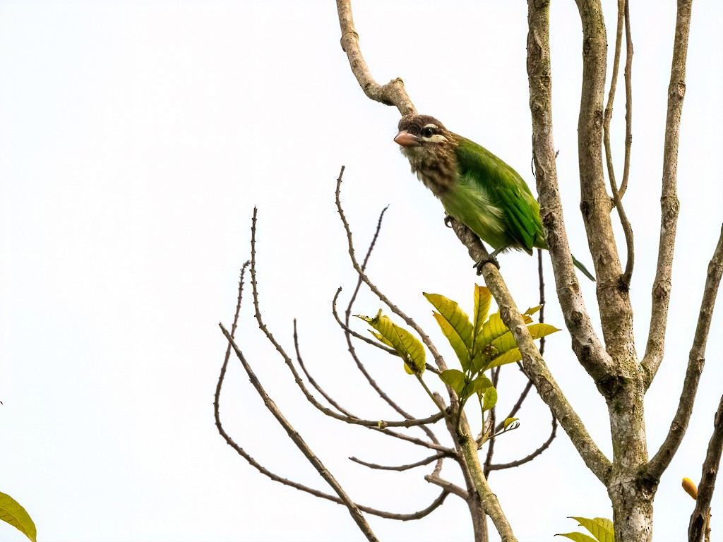 White-cheeked Barbet - ML622122864