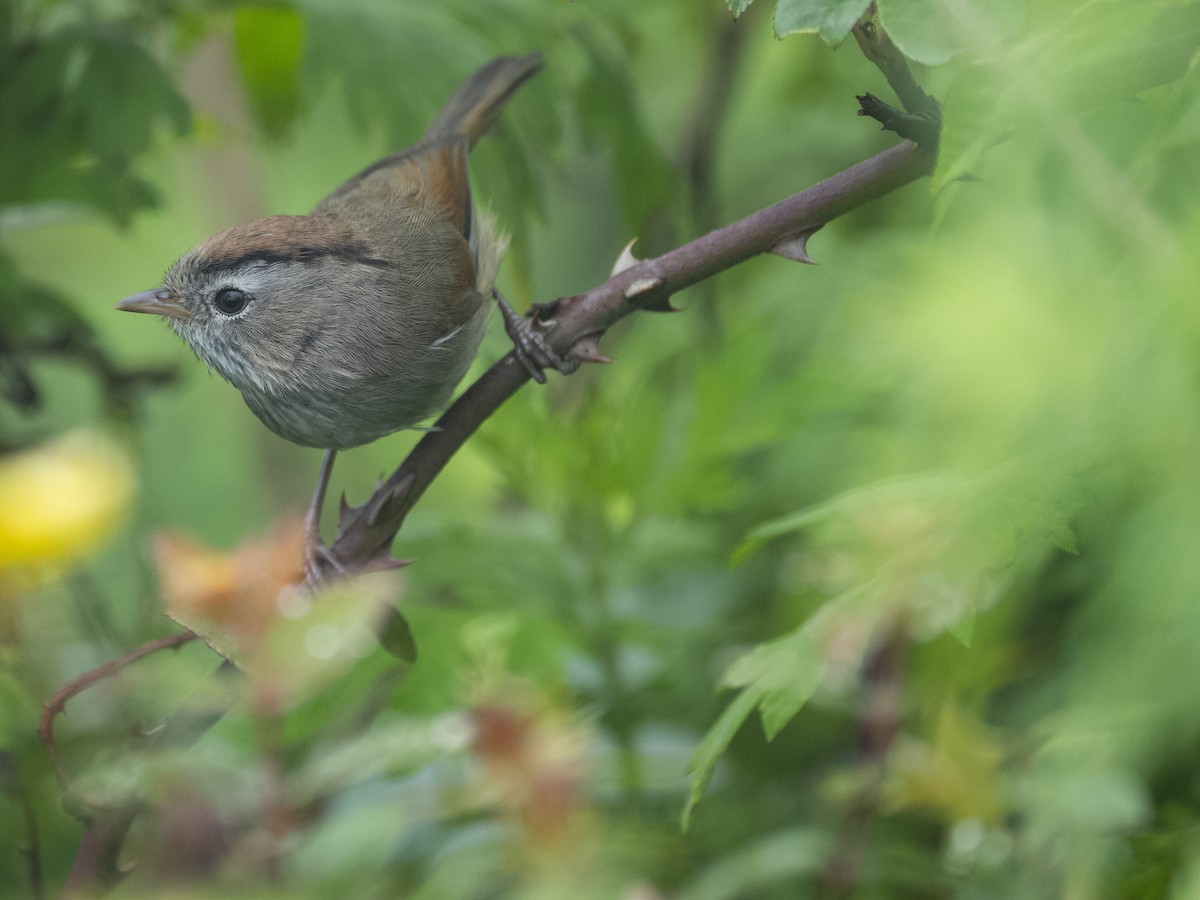 Spectacled Fulvetta - ML622122865