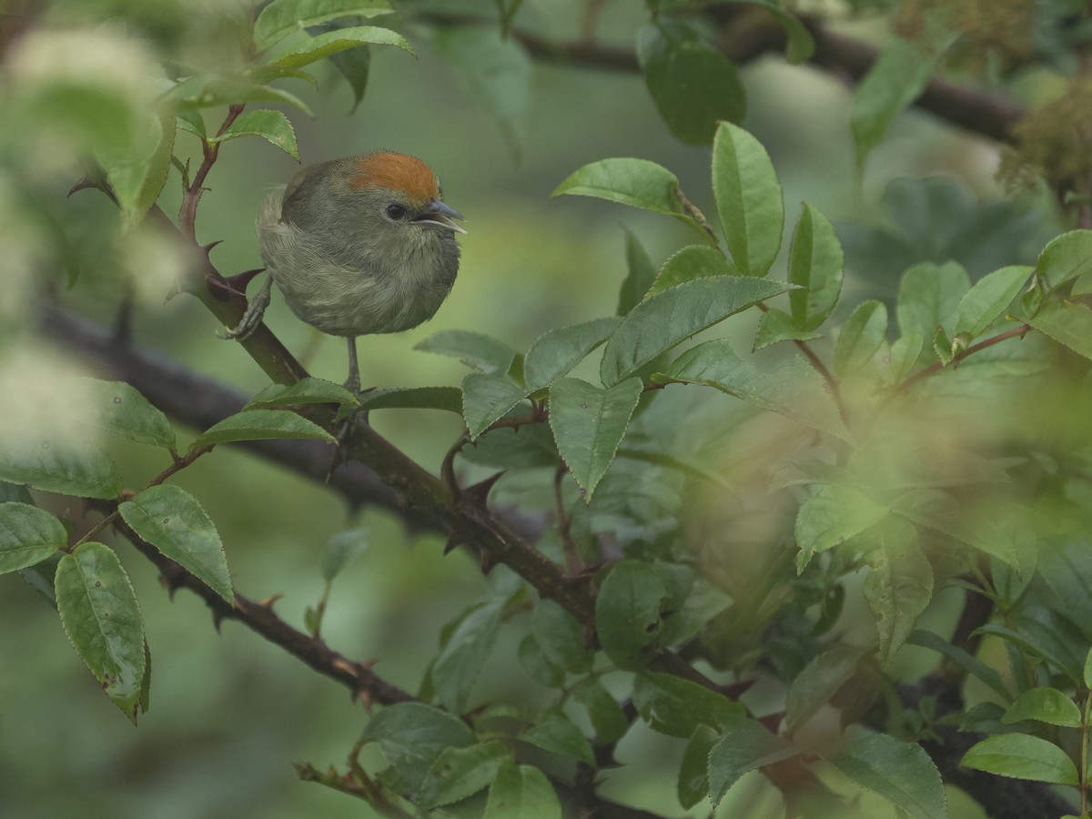 Rufous-capped Babbler - ML622122869