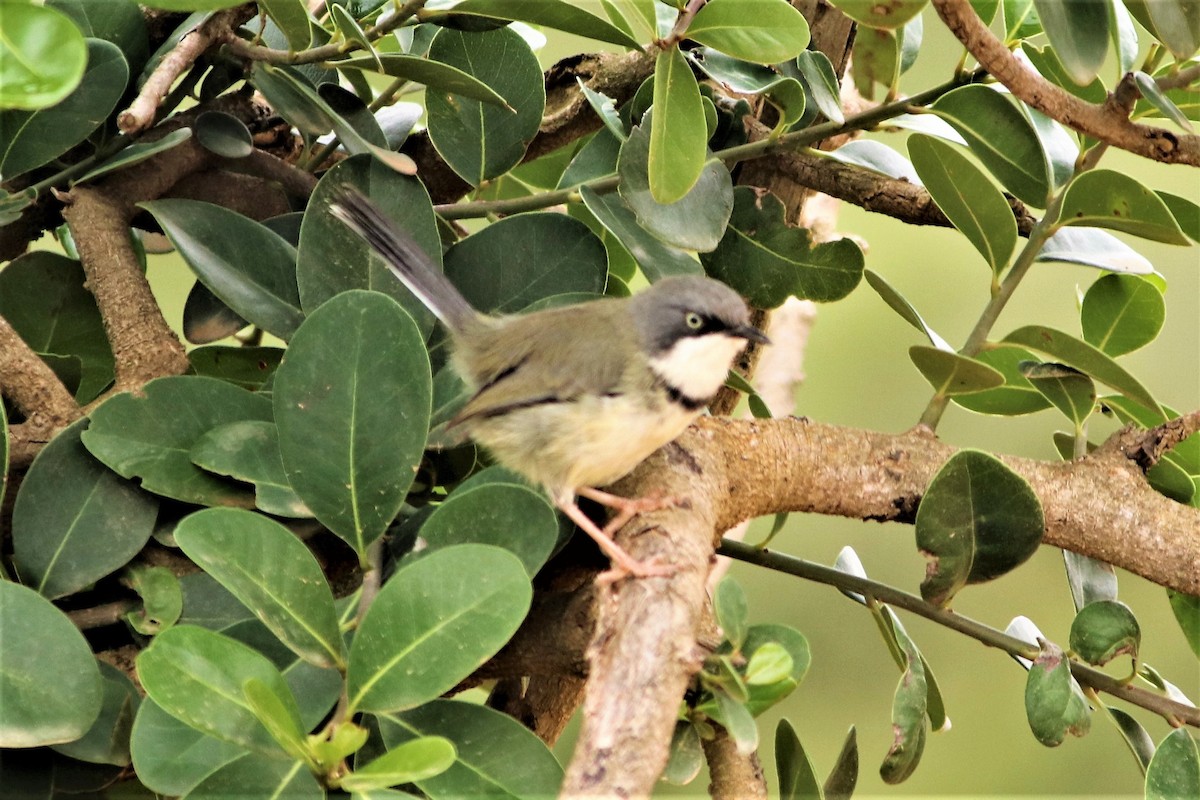 Bar-throated Apalis - ML622122873