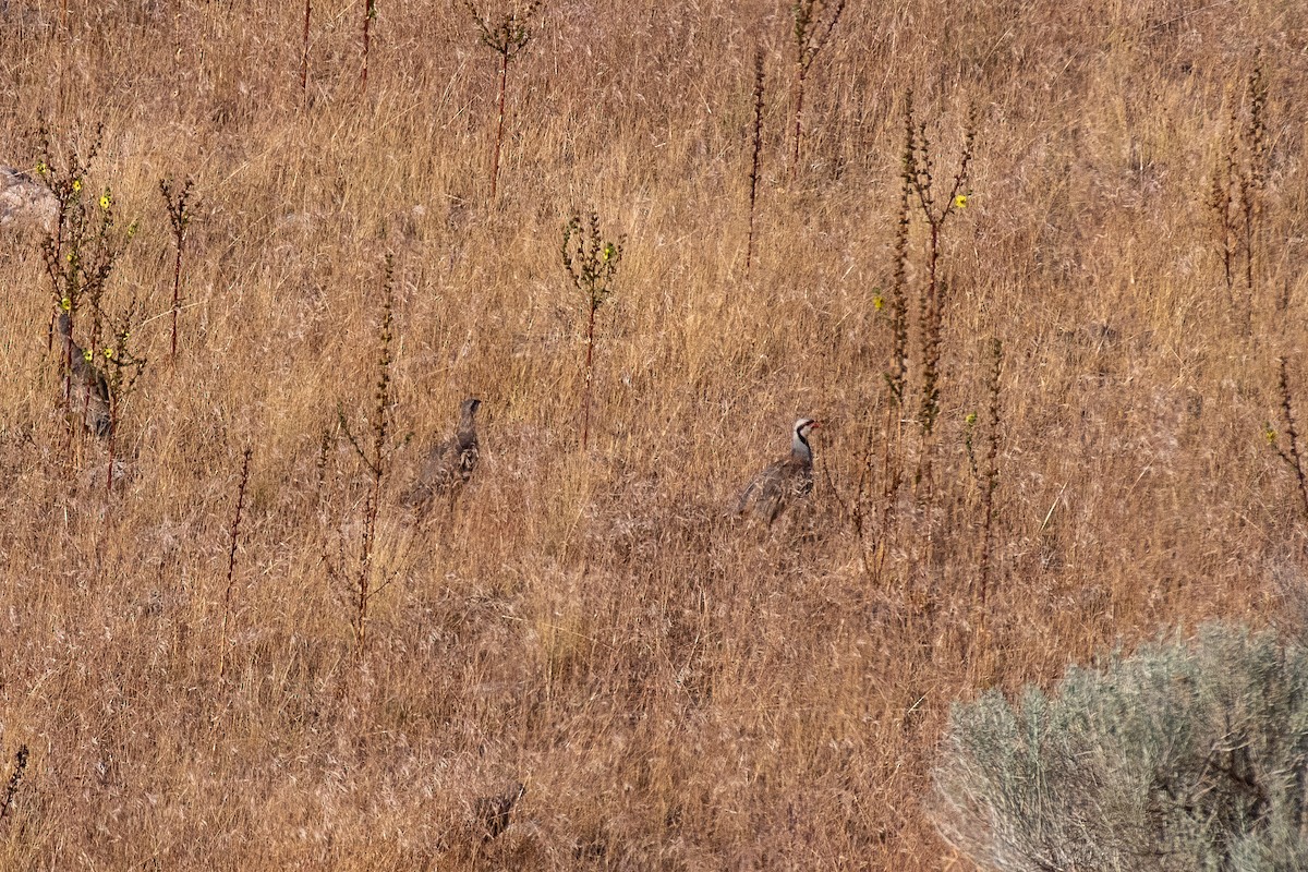 Chukar - ML622122880