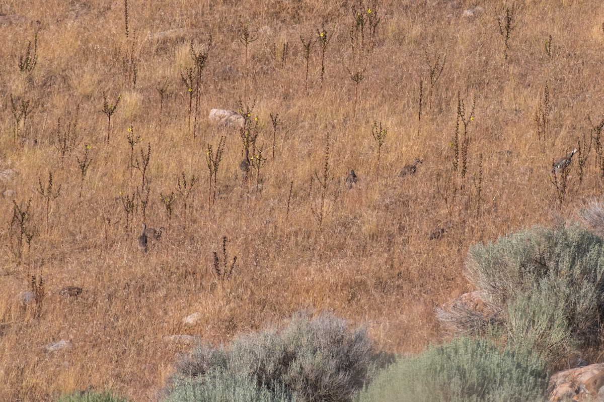 Chukar - ML622122881