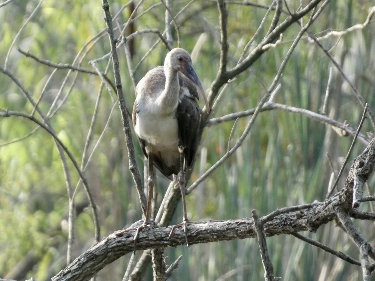 White Ibis - ML622122891