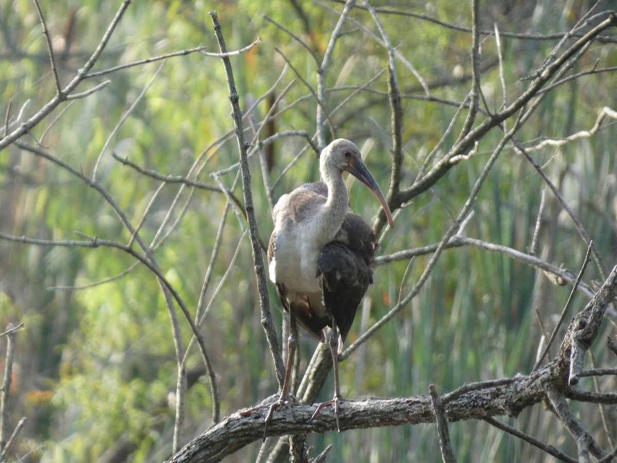 White Ibis - ML622122892