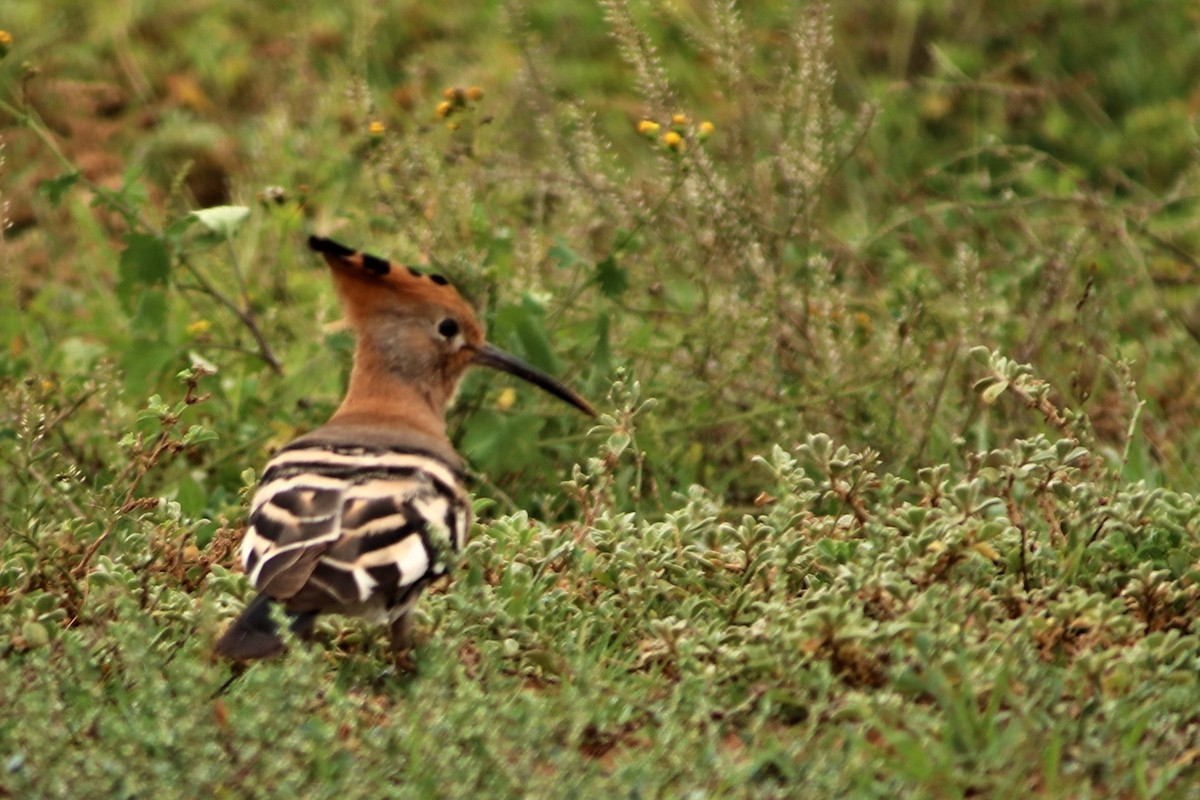 Abubilla Común (africana) - ML622122894