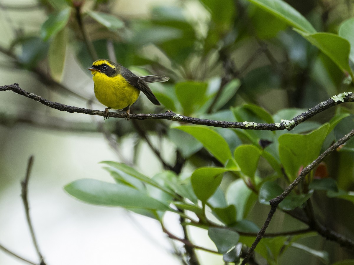 Yellow-bellied Fairy-Fantail - ML622122895