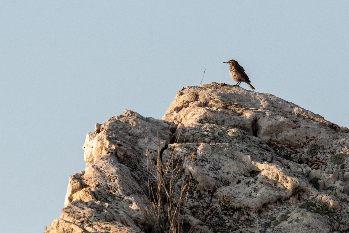 Rock Wren - ML622122896