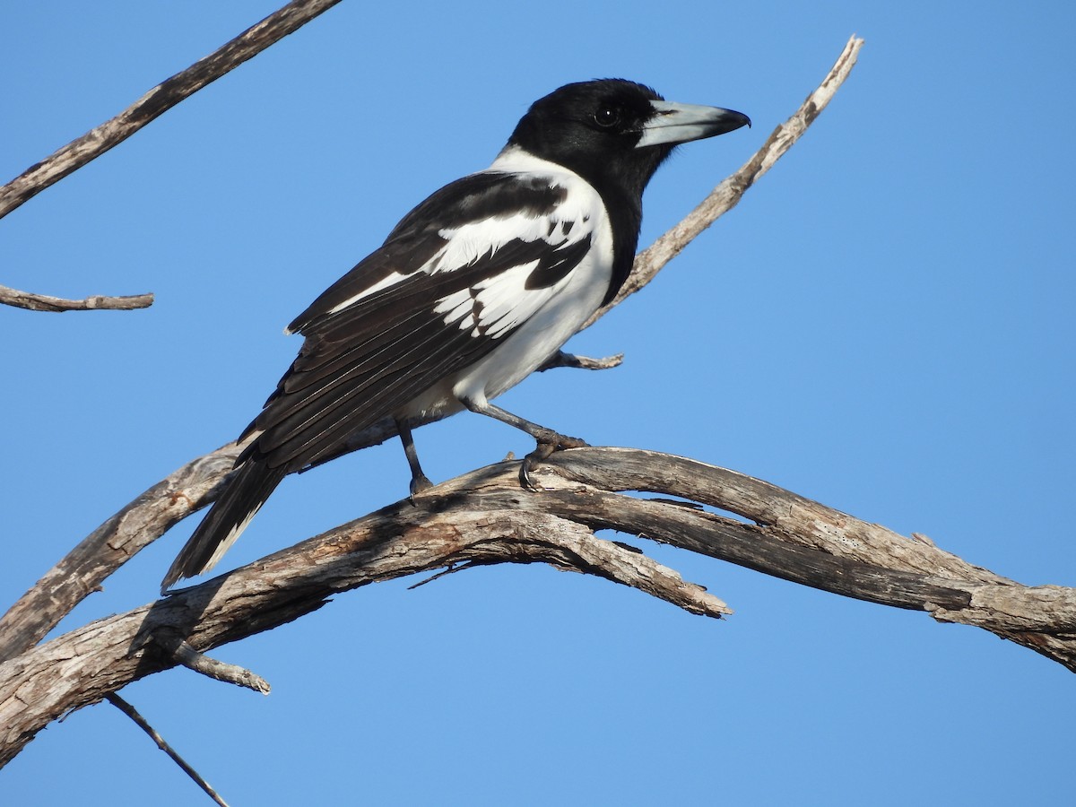 Pied Butcherbird - ML622122897