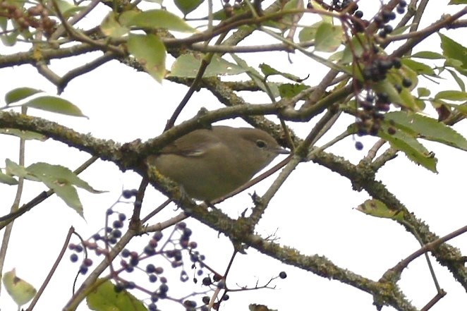 Garden Warbler - ML622122898