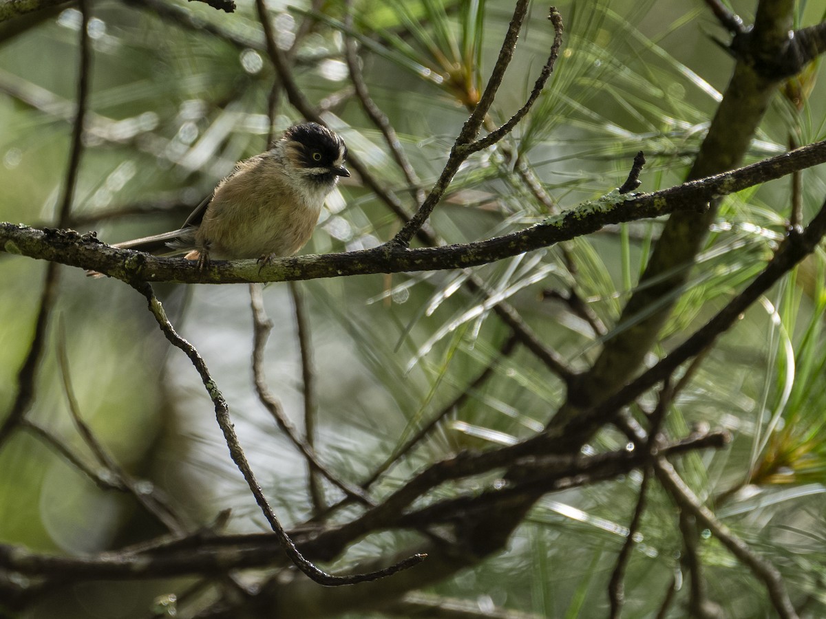 Black-browed Tit (Black-browed) - ML622122899