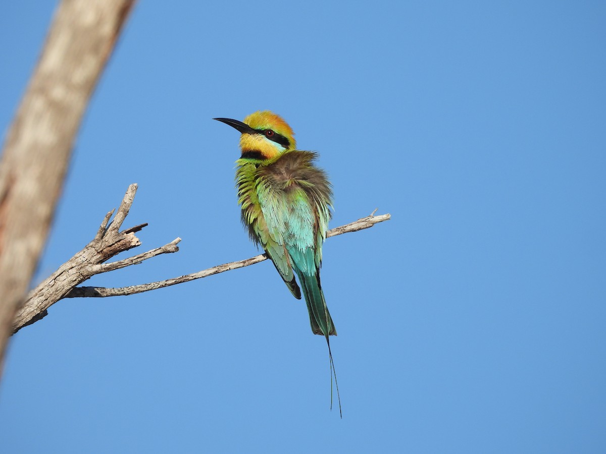 Rainbow Bee-eater - Chanith Wijeratne