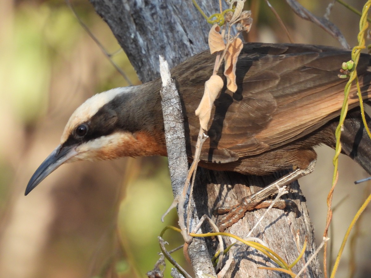 Gray-crowned Babbler - ML622122903