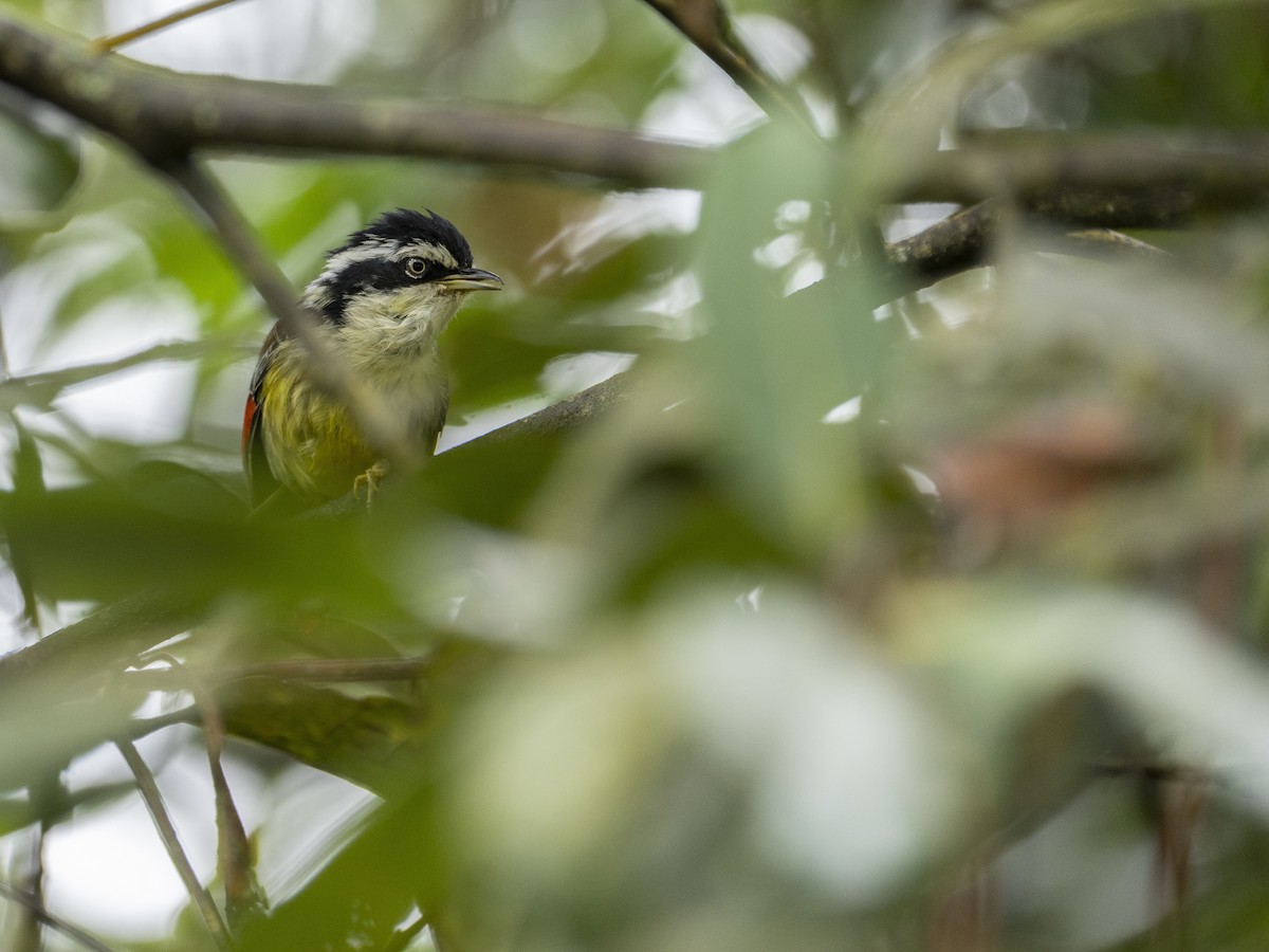 Red-tailed Minla - ML622122906