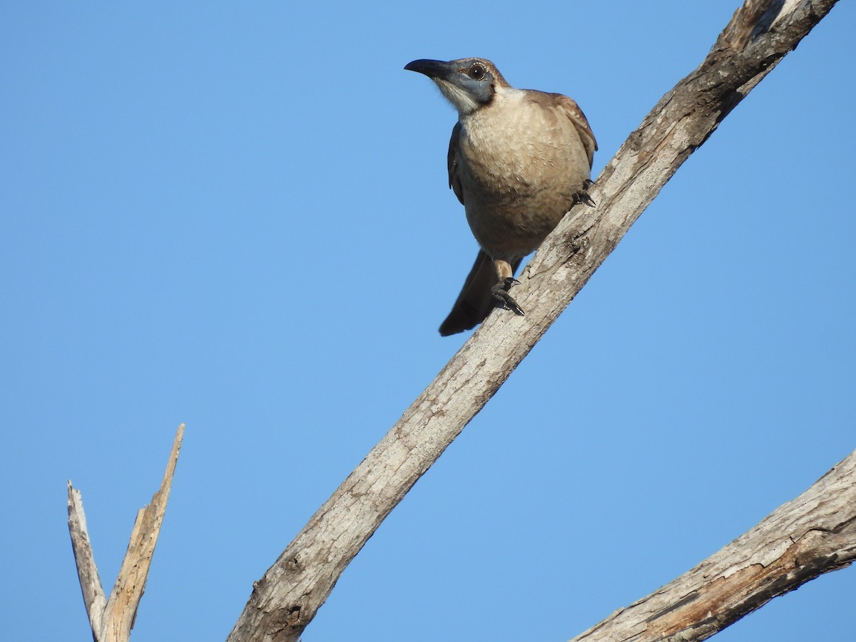 Little Friarbird - ML622122907