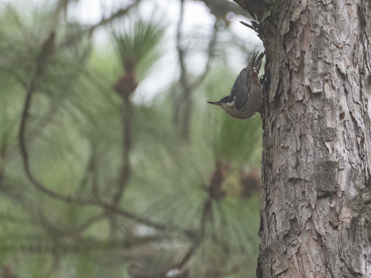 Giant Nuthatch - LiCheng Wang