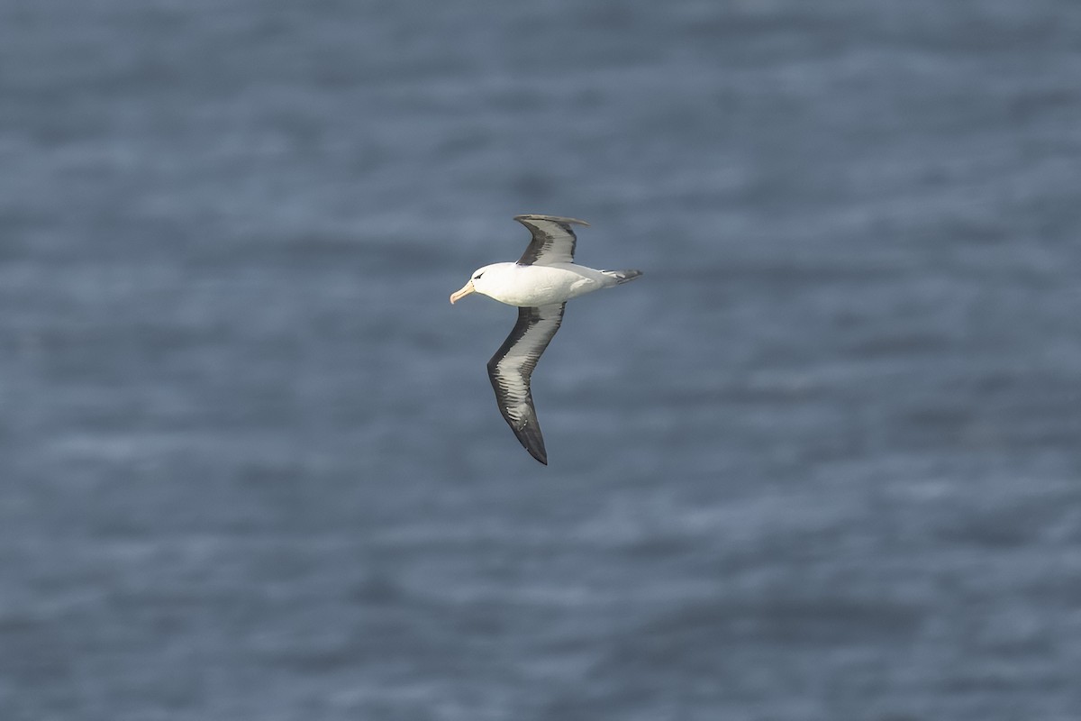 Albatros Ojeroso (melanophris) - ML622122910