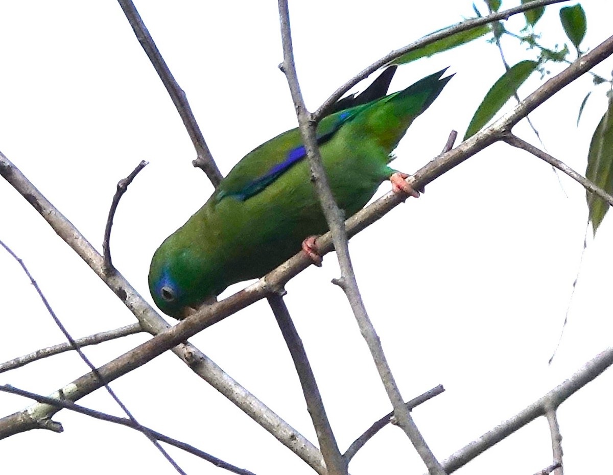 Spectacled Parrotlet - ML622122911