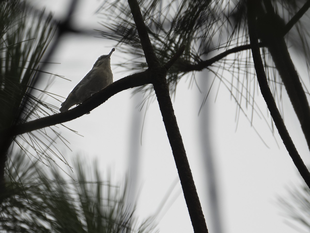 Yunnan Nuthatch - ML622122912