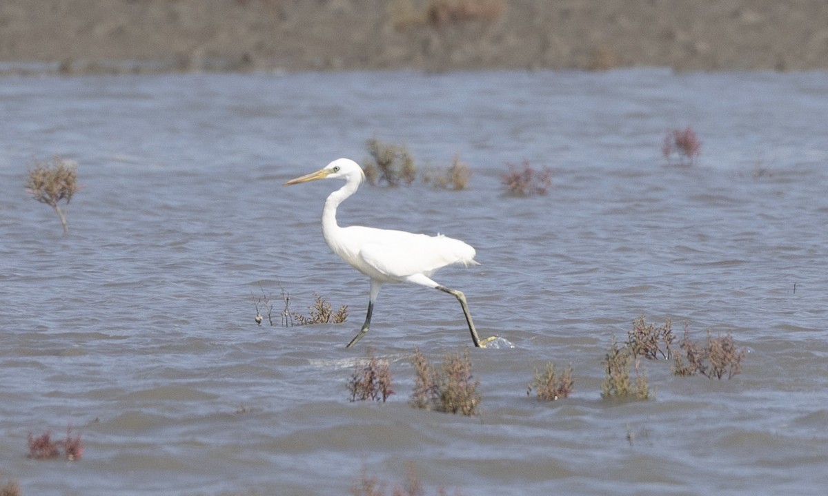 Chinese Egret - ML622122914