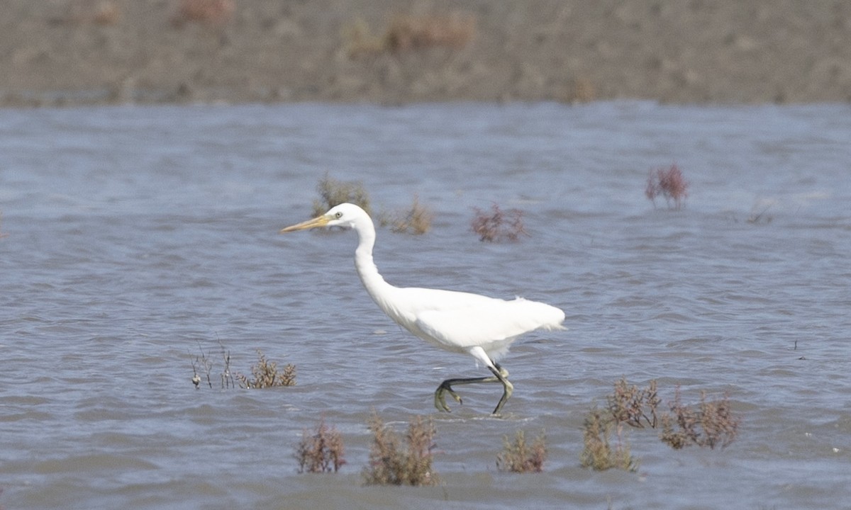 Chinese Egret - ML622122915