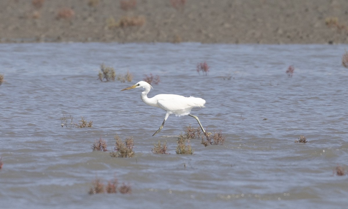 Chinese Egret - Ben Loehnen