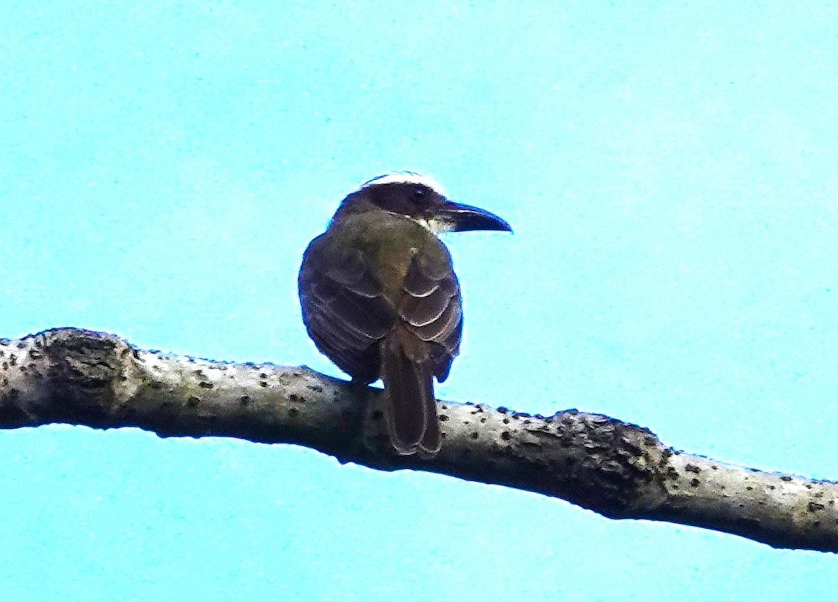 Boat-billed Flycatcher - ML622122917