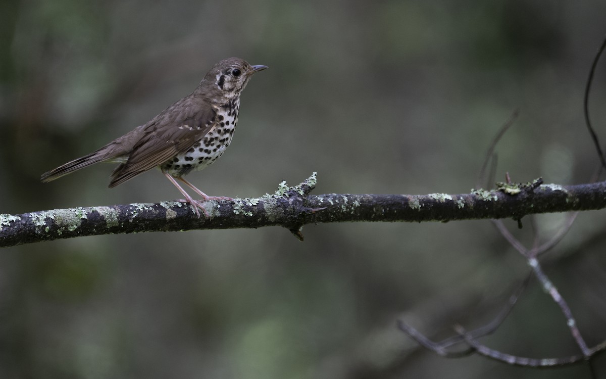 Chinese Thrush - ML622122918