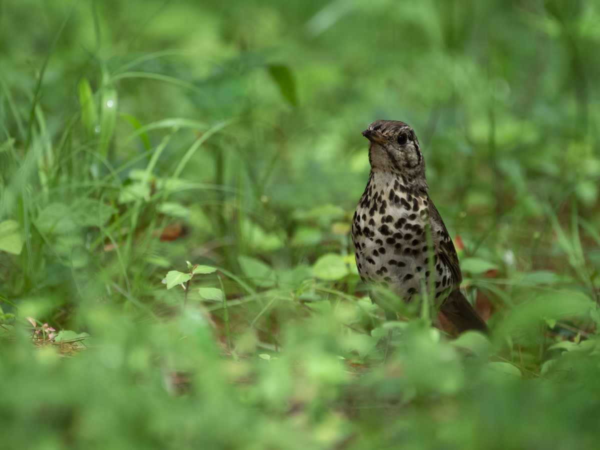 Chinese Thrush - ML622122920