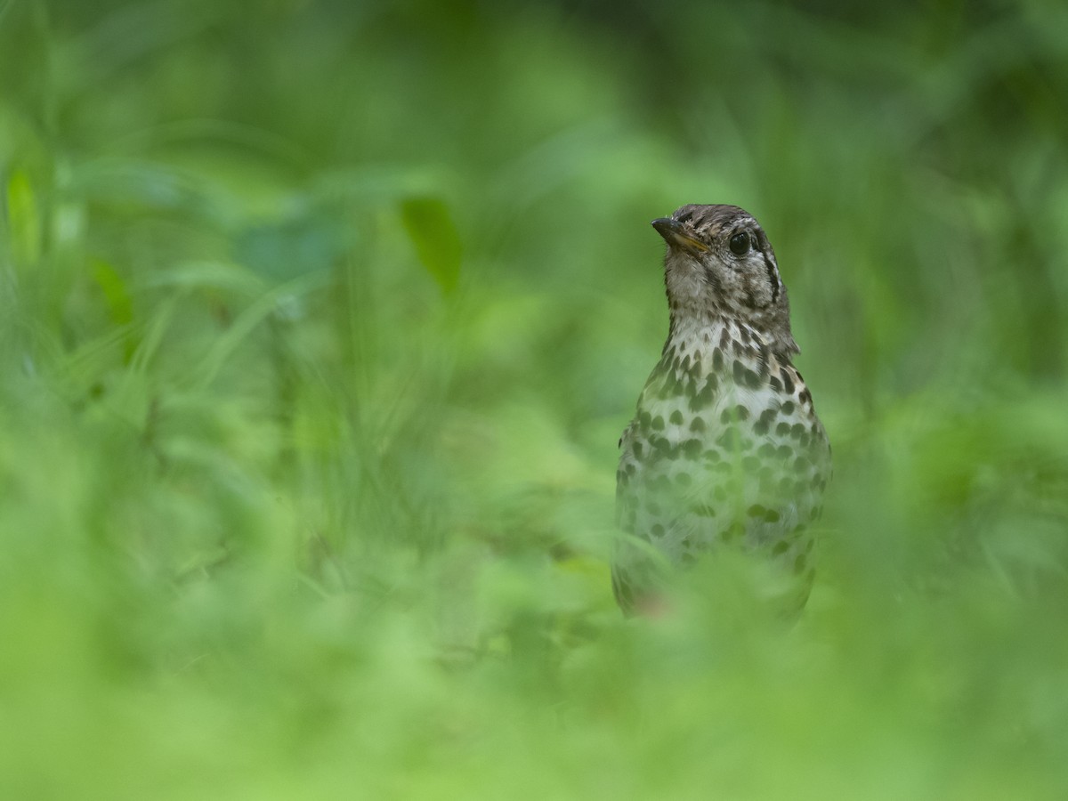 Chinese Thrush - ML622122921