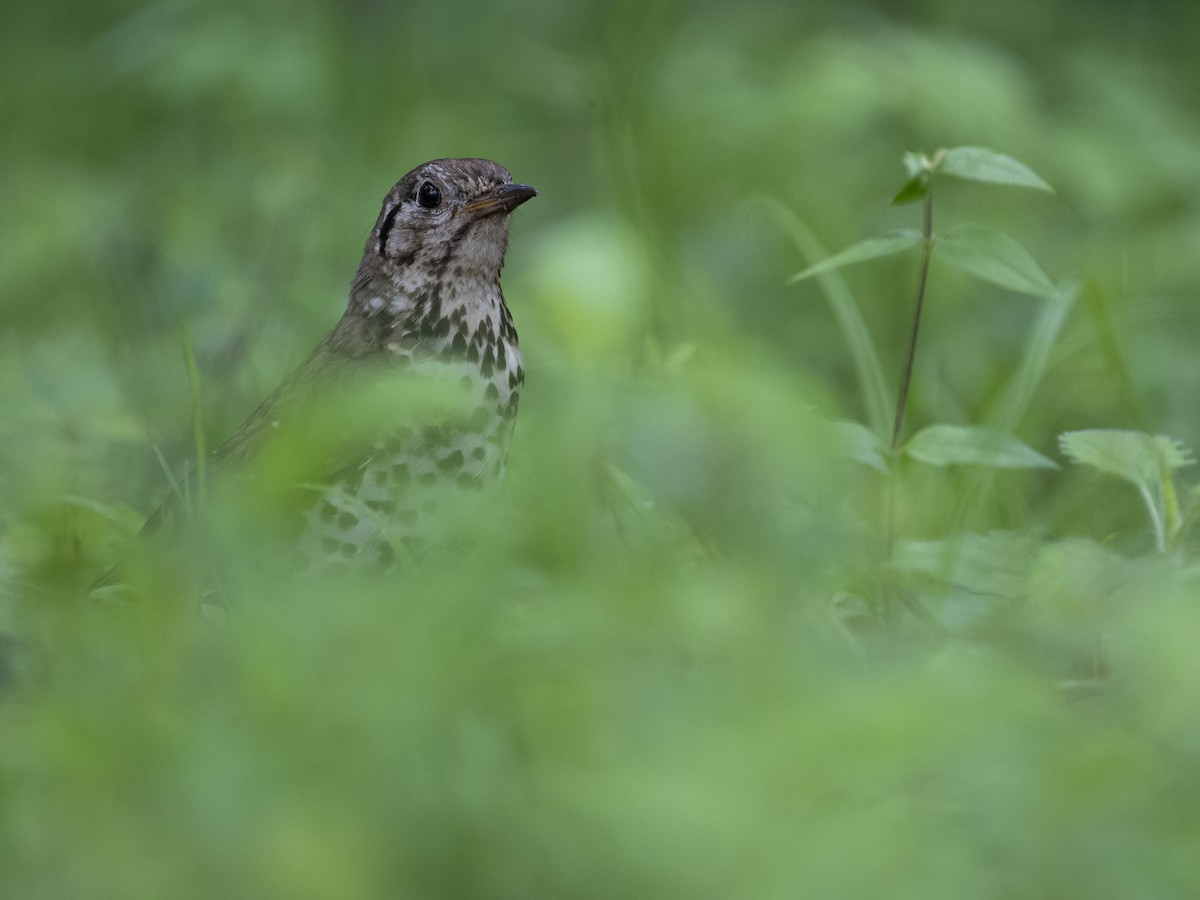 Chinese Thrush - ML622122922