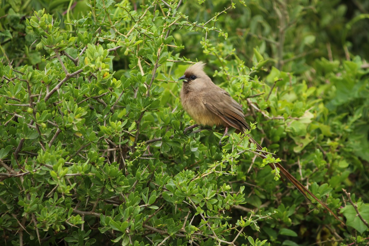 Pájaro Ratón Común - ML622122926