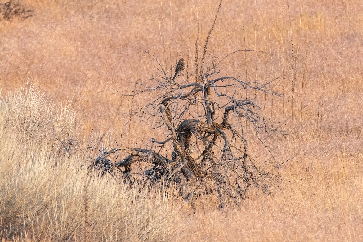 ウタイマネシツグミ - ML622122943