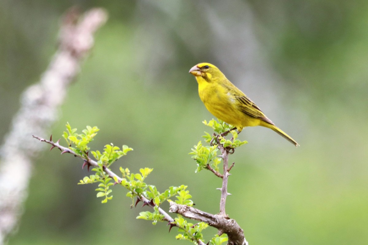 Brimstone Canary - ML622122945