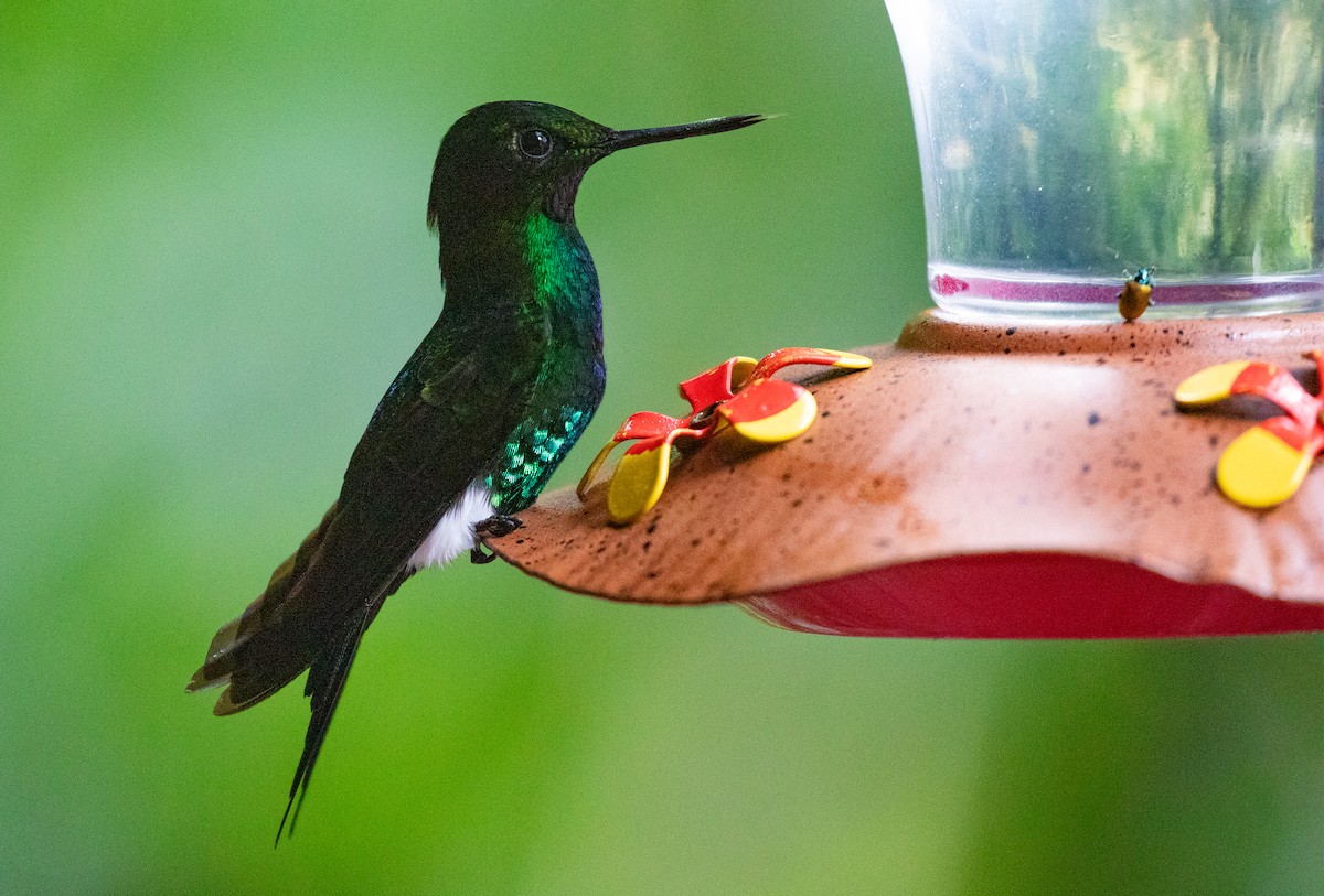 Glowing Puffleg - Neil Dowling