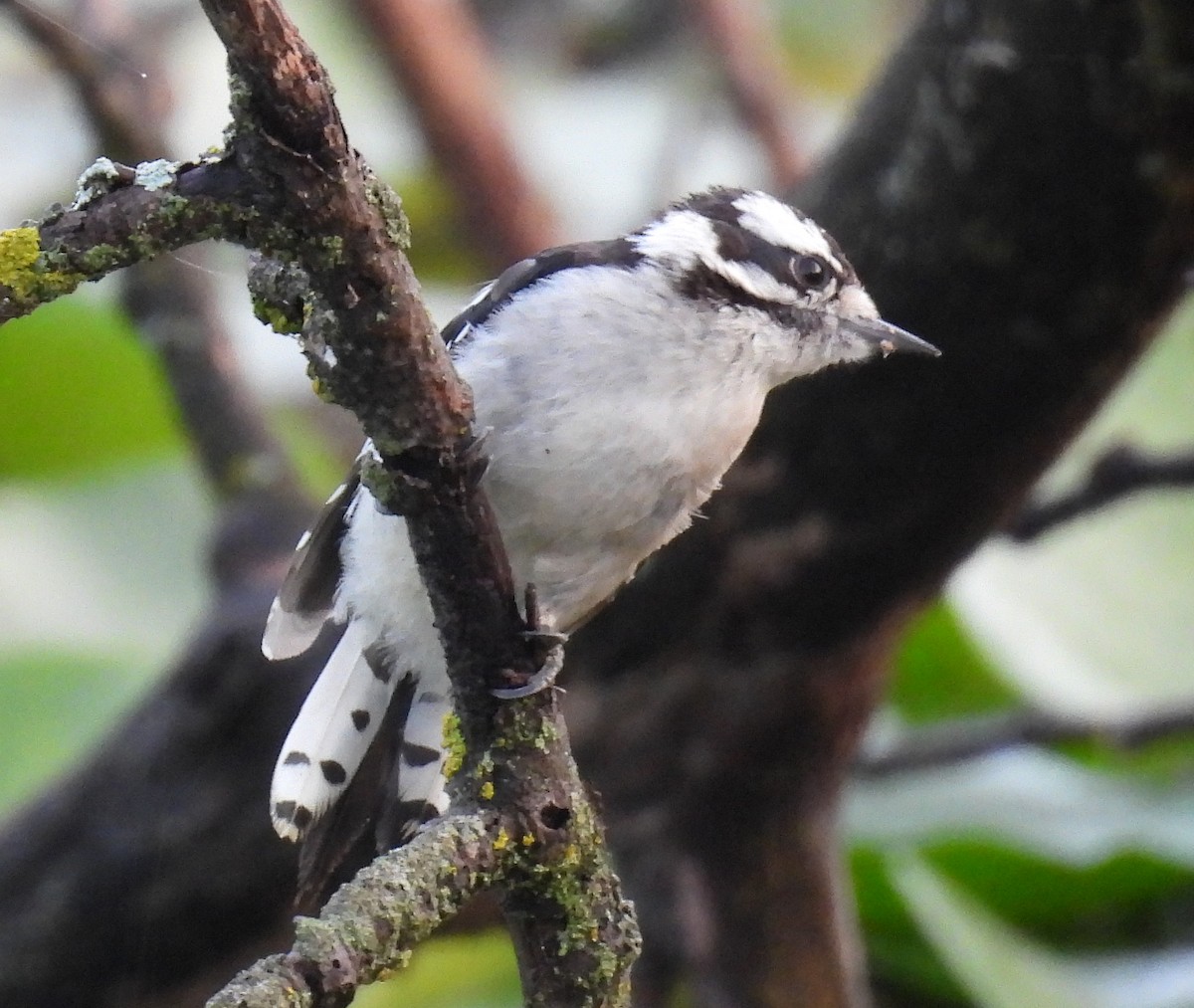 Downy Woodpecker - ML622122951