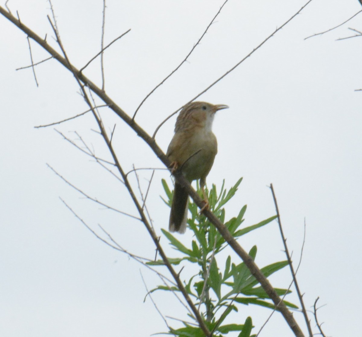 Common Babbler - ML622122954