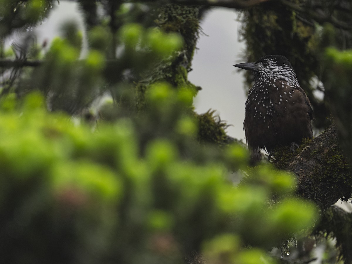 Eurasian Nutcracker - LiCheng Wang